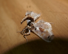 Neoleucinodes
