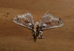 Neoleucinodes