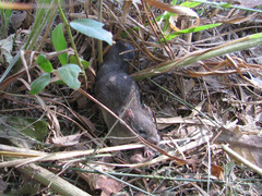 Reithrodontomys humulis