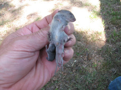 Reithrodontomys humulis
