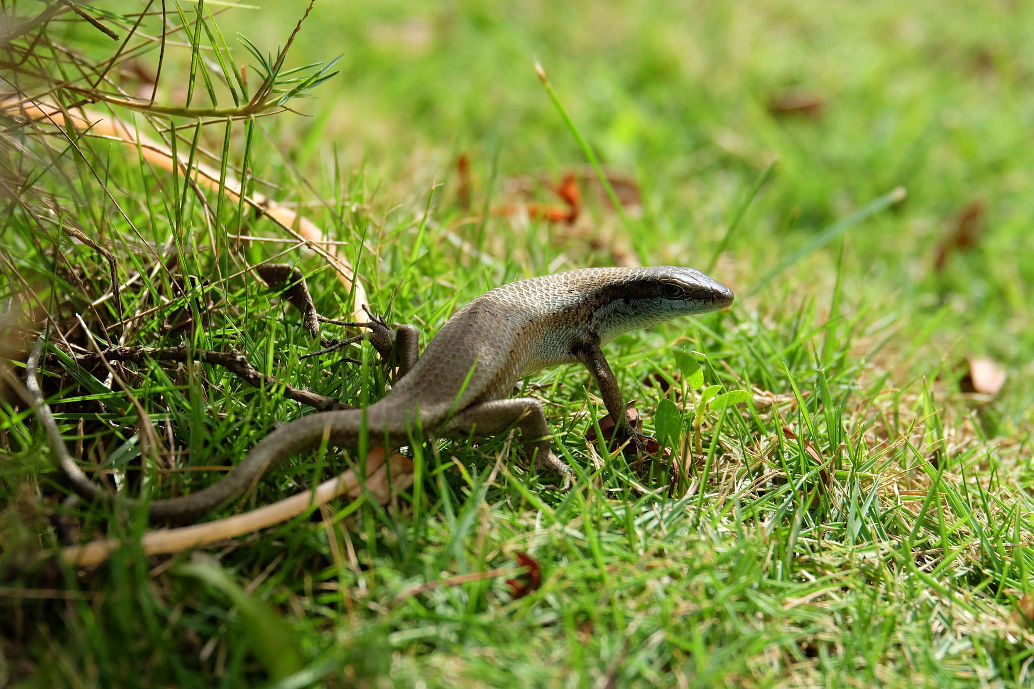 Palau Sun Skink photo 2