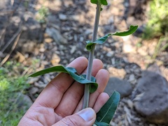 Streptanthus campestris