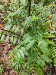 Coptosapelta diffusa