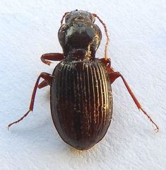 Gastrellarius honestus