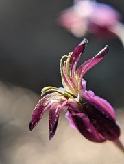 Streptanthus campestris