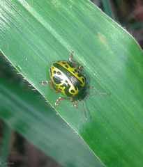 Calligrapha fulvipes