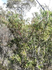 Hakea florida