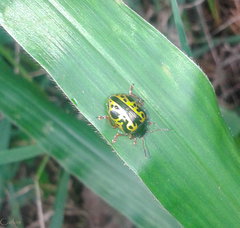 Calligrapha fulvipes