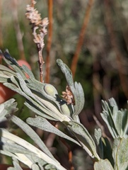Rhopalomyia tumidibulla