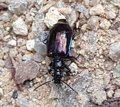 Physodera eschscholtzii