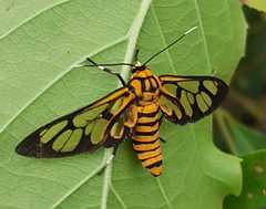 Amata grotei
