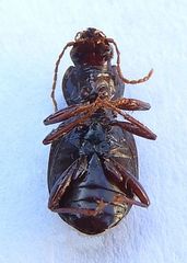 Gastrellarius honestus