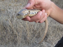 Gerrhonotus liocephalus