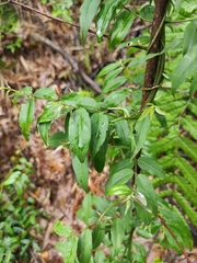 Coptosapelta diffusa