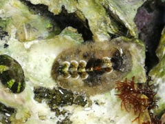 Acanthochitona