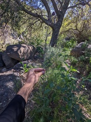 Streptanthus campestris