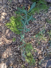 Streptanthus campestris