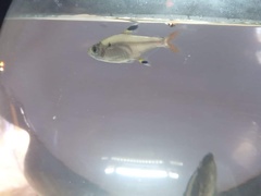 Pristella maxillaris