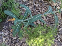 Streptanthus campestris