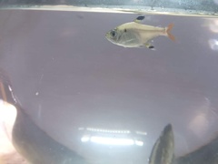 Pristella maxillaris