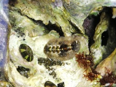 Acanthochitona