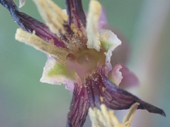 Streptanthus campestris