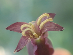 Streptanthus campestris