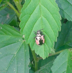 Calligrapha aeneopicta