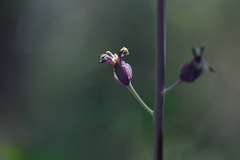 Streptanthus campestris