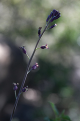 Streptanthus campestris