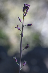 Streptanthus campestris