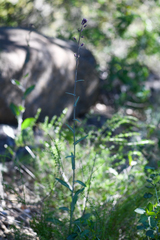 Streptanthus campestris