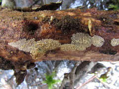 Radulomyces rickii