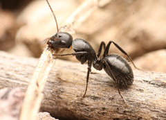 Camponotus trepidulus