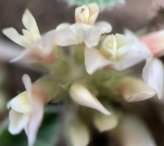 Trifolium gymnocarpon