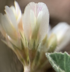 Trifolium gymnocarpon