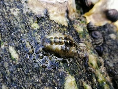 Acanthochitona