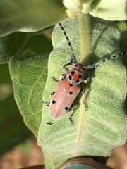 Tetraopes annulatus