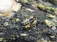Acanthochitona