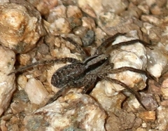 Camptocosa parallela