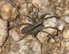Camptocosa parallela
