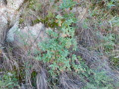 Austrobrickellia arnottii