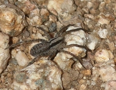 Camptocosa parallela