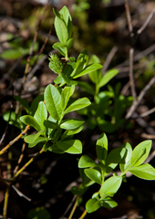 Salix myrtillifolia