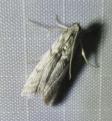 Myelopsis alatella