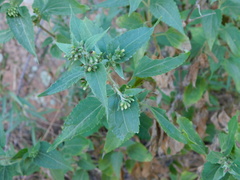 Austrobrickellia arnottii