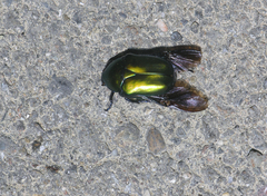 Protaetia speciosa