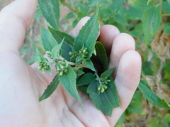 Austrobrickellia arnottii