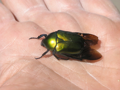 Protaetia speciosa