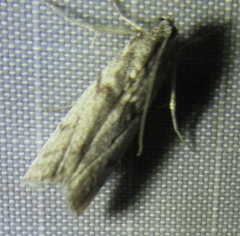 Myelopsis alatella